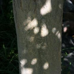 Acer henryi (Chinese Boxelder), bark, trunk
