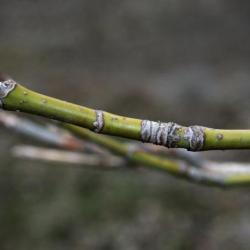 Acer negundo (Boxelder), bark, twig