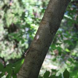 Acer henryi (Chinese Boxelder), bark, branch