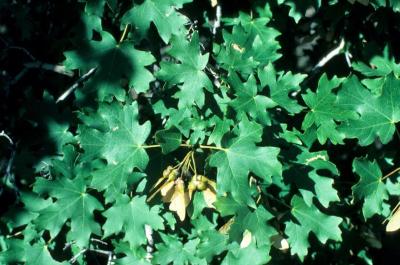 Acer grandidentatum (Big-toothed Maple), leaf, summer