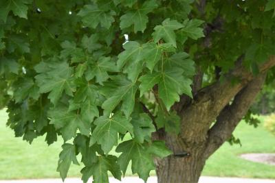 Acer campestre x miyabei (Hedge-Miyabei Hybrid Maple), leaf, summer