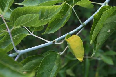 Acer negundo violaceum (Boxelder), bark, twig