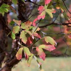 Acer griseum (Paper-barked Maple), leaf, fall