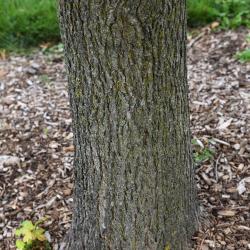 Acer campestre x miyabei (Hedge-Miyabei Hybrid Maple), bark, trunk