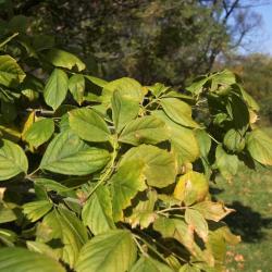 Acer negundo var. texanum (Texas Boxelder), leaf, fall