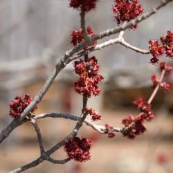 Acer rubrum (Red Maple), flower, pistillate