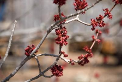 Acer rubrum (Red Maple), flower, pistillate
