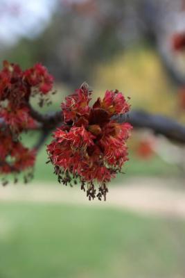 Acer rubrum (Red Maple), flower, staminate
