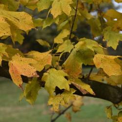 Acer nigrum (Black Maple), leaf, fall