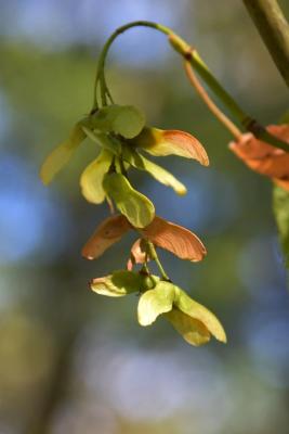 Acer pensylvanicum (Striped Maple), infructescence