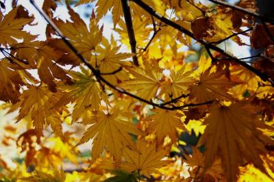 Acer pseudosieboldianum (Korean Maple), leaf, fall