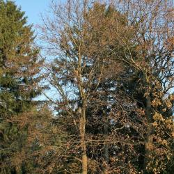Acer platanoides (Norway Maple), habit, winter