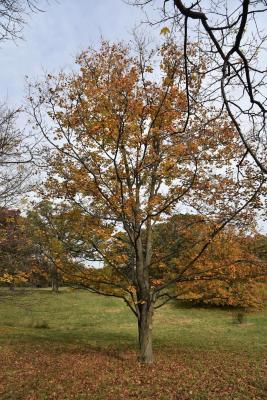 Acer nigrum (Black Maple), habit, fall