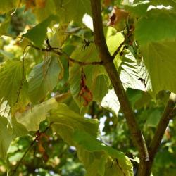 Acer pensylvanicum (Striped Maple), fruit, mature