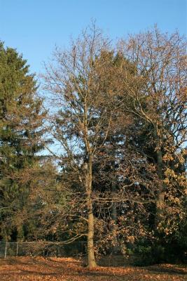 Acer platanoides (Norway Maple), habit, winter