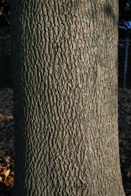 Acer platanoides (Norway Maple), bark, mature