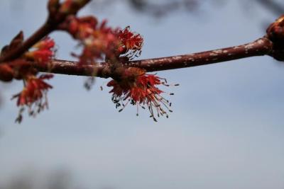Acer rubrum (Red Maple), flower, staminate