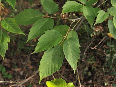 Acer negundo (Boxelder), leaf, upper surface