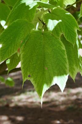 Acer pensylvanicum (Striped Maple), leaf, fall