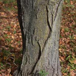 Acer nigrum (Black Maple), bark, trunk