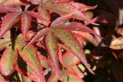 Acer palmatum 'Twombly's Red Sentinel' (Twombly's Red Sentinel Japanese Maple), leaf, upper surface