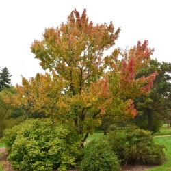 Acer rubrum (Red Maple), habit, fall