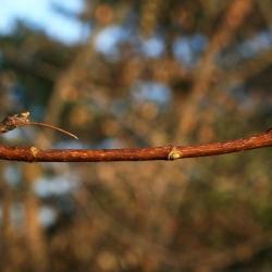 Acer platanoides (Norway Maple), bark, twig