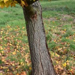 Acer nigrum (Black Maple), bark, trunk