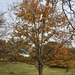 Acer nigrum (Black Maple), habit, fall
