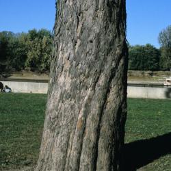 Acer saccharinum (Silver Maple), bark, mature