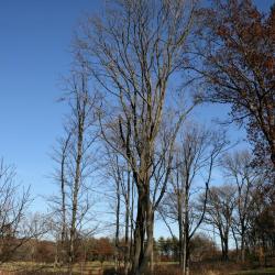 Acer rubrum (Red Maple), habit, winter