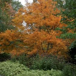 Acer triflorum (Three-flowered Maple), habit, fall