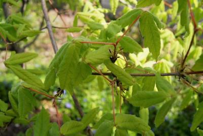 Acer triflorum (Three-flowered Maple), leaf, spring