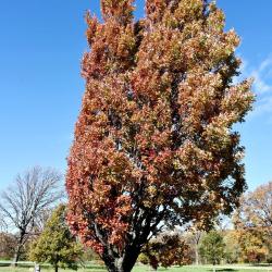 Acer x freemanii 'Armstrong' (Armstrong Freeman's Maple), habit, fall