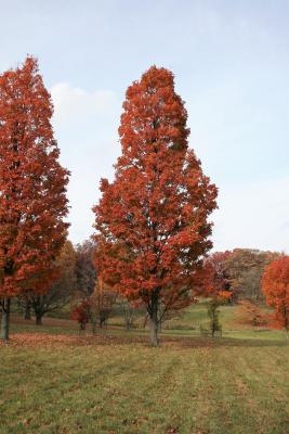 Acer saccharum 'Temple's Upright' (Temple's Upright Sugar Maple), habit, fall