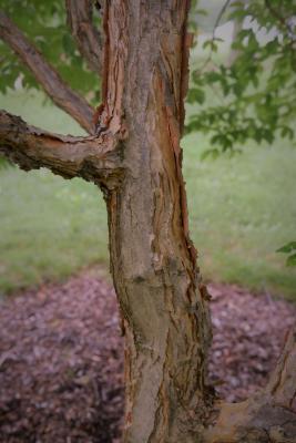 Acer triflorum (Three-flowered Maple), bark, mature