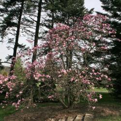 Magnolia 'Betty' (Betty Magnolia), habit, spring