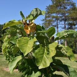 Magnolia 'Blushing Belle' (Blushing Belle Magnolia), leaf, summer