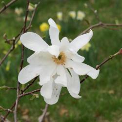 Magnolia 'Elegant Spring' (Elegant Spring Magnolia), flower, full