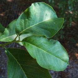 Magnolia 'Coral Lake' (Coral Lake Magnolia), leaf, upper surface