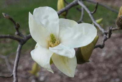 Magnolia 'Elizabeth' (Elizabeth Magnolia), flower, full