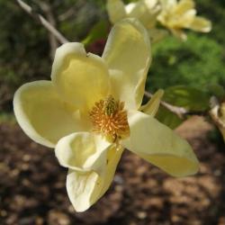Magnolia 'Lois' (Lois Magnolia), flower, throat