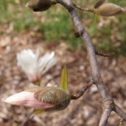 Magnolia 'Iufer' (Iufer Magnolia), bud, flower
