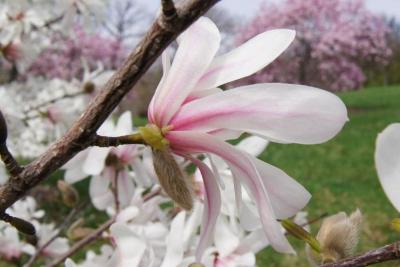 Magnolia 'Iufer' (Iufer Magnolia), flower, side