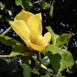 Magnolia 'Judy Zuk' (Judy Zuk Magnolia), flower, full