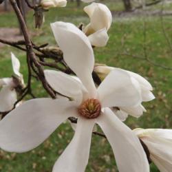 Magnolia 'Wada's Memory' (Wada's Memory Magnolia), flower, throat