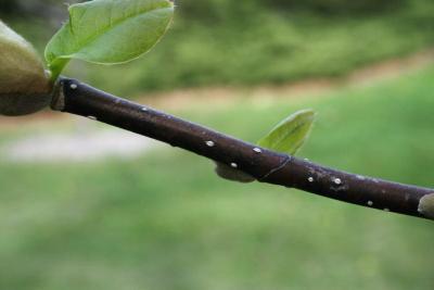 Magnolia 'Simple Pleasures' (Simple Pleasures Magnolia), bark, twig