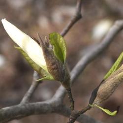 Magnolia 'Wada's Memory' (Wada's Memory Magnolia), bud, flower