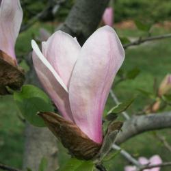 Magnolia 'Simple Pleasures' (Simple Pleasures Magnolia), flower, side