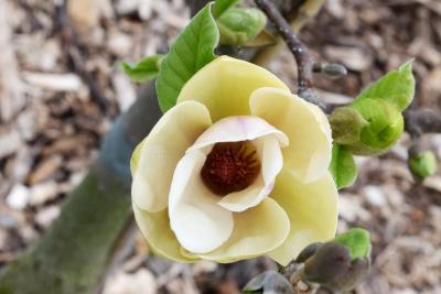 Magnolia 'Sunsation' (Sunsation Magnolia), flower, full
